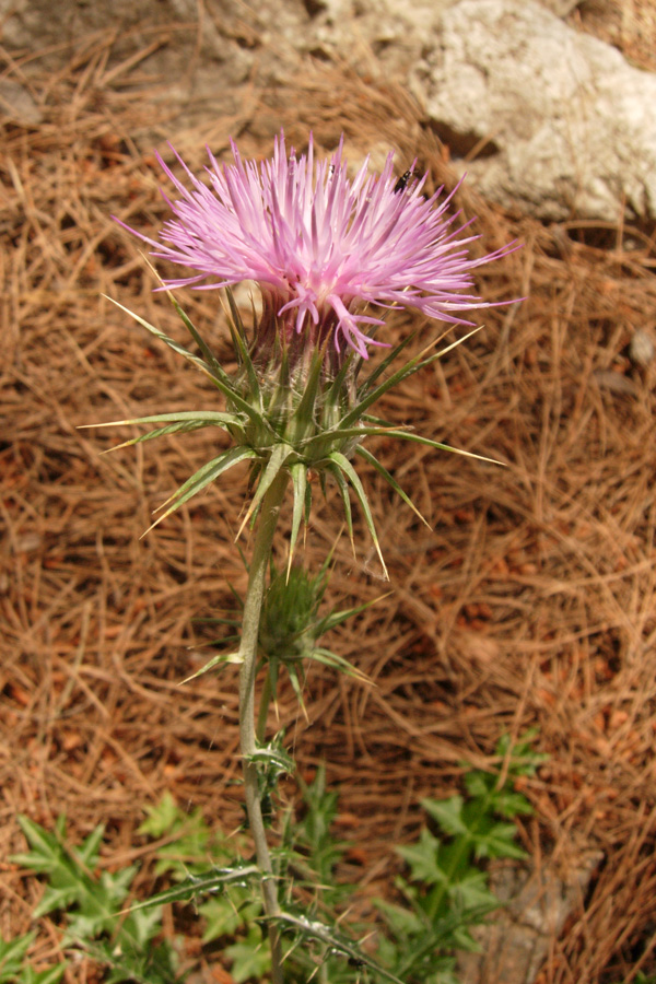 Da Creta: sei fiori senza identit